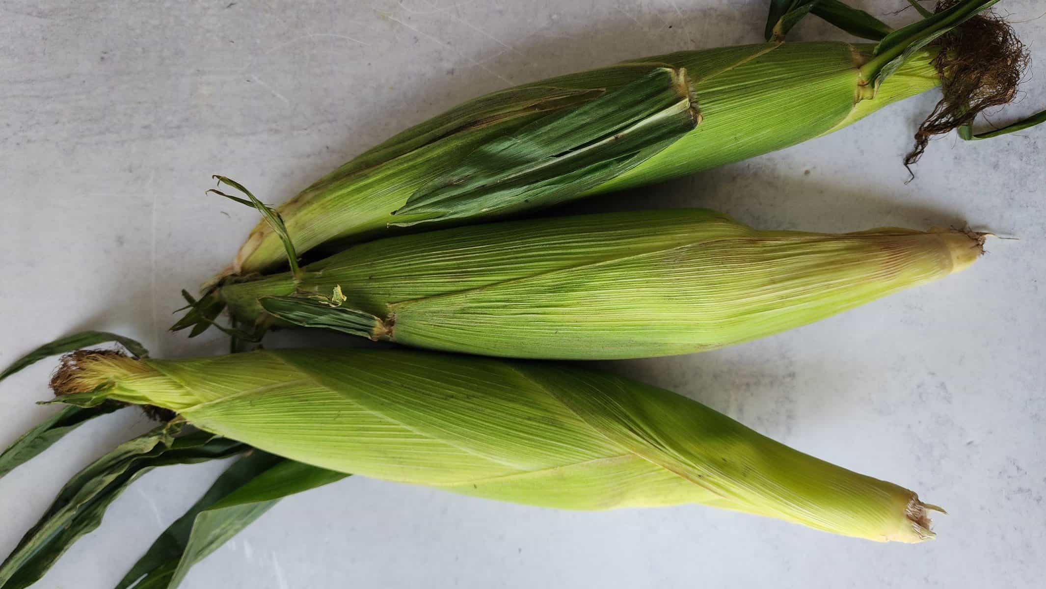 fresh corn on the cob in the husk