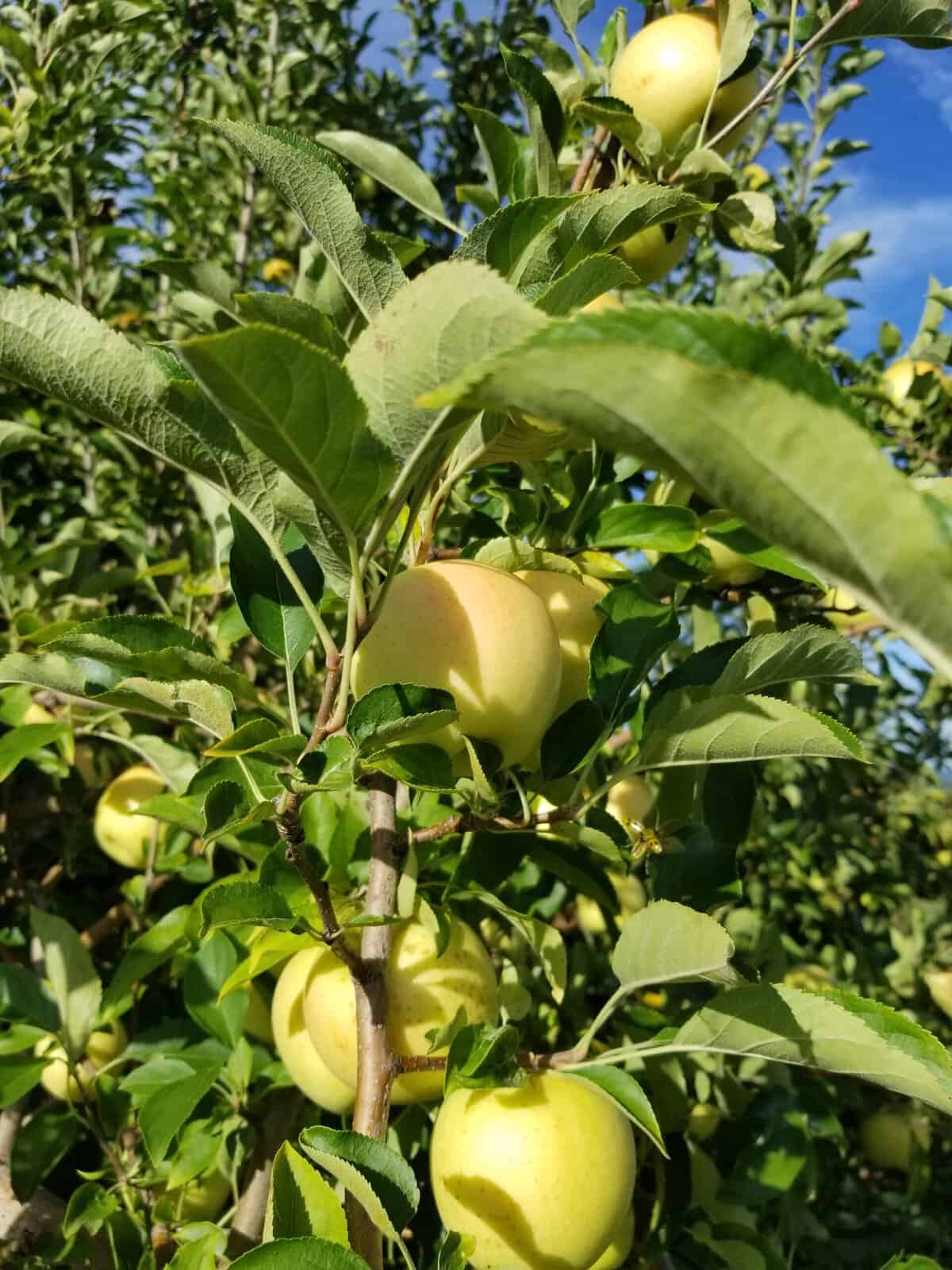 apple tree with golden delicious apples (apple season)